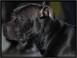 morda, Staffordshire Bull Terrier