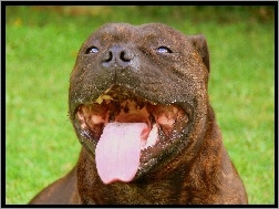 Staffordshire Bull Terrier, pysk, język
